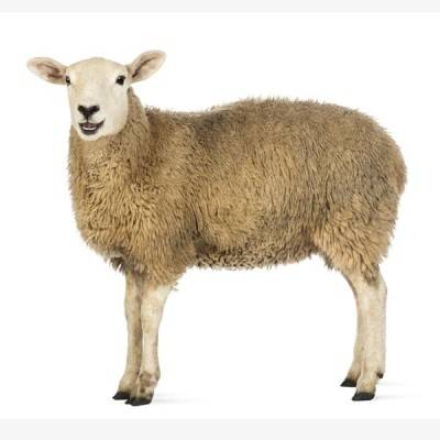  Sheep Farming Manufacturers in Chatra