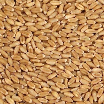  Wheat Grains Manufacturers in Afghanistan