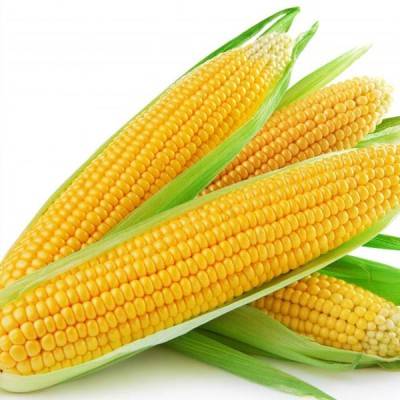  Yellow Corn Manufacturers in Baloda Bazar